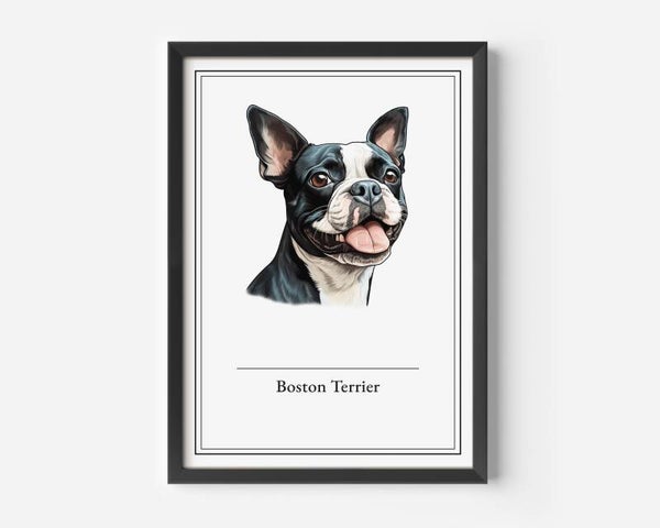 Boston Terrier