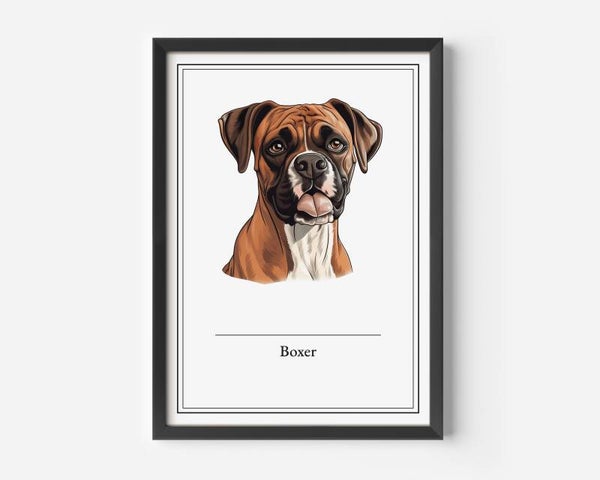 Boxer