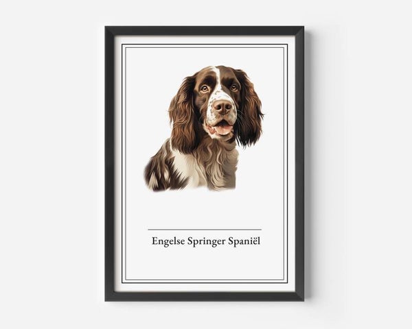 Engelse Springer Spaniël