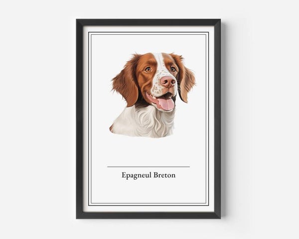 Epagneul Breton
