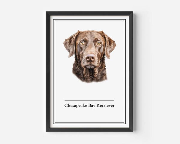 Chesapeake Bay Retriever
