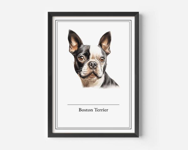 Boston Terrier