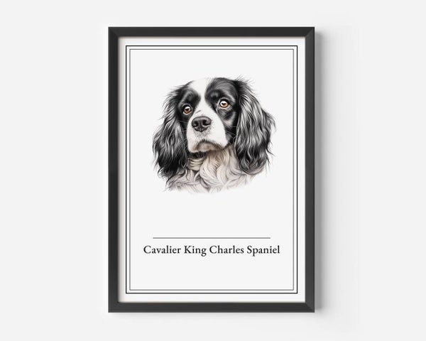 Cavalier King Charles Spaniel