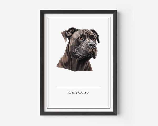 Cane Corso