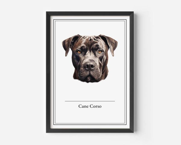 Cane Corso