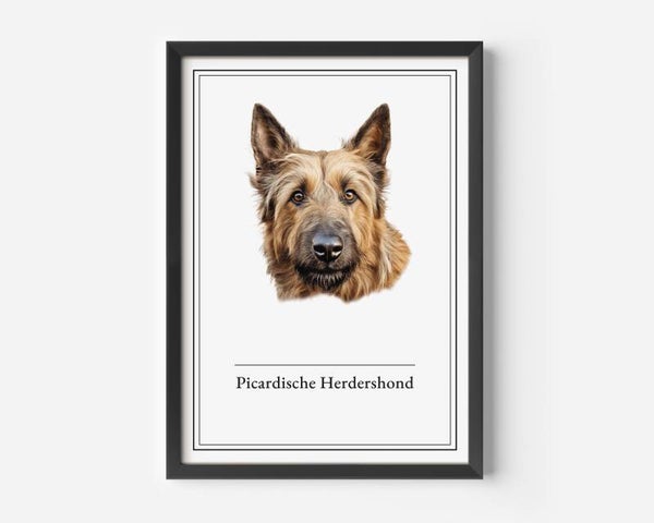 Picardische Herdershond