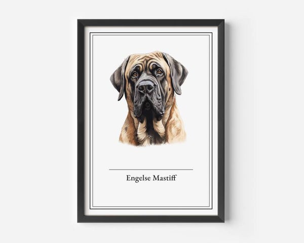 Engelse Mastiff
