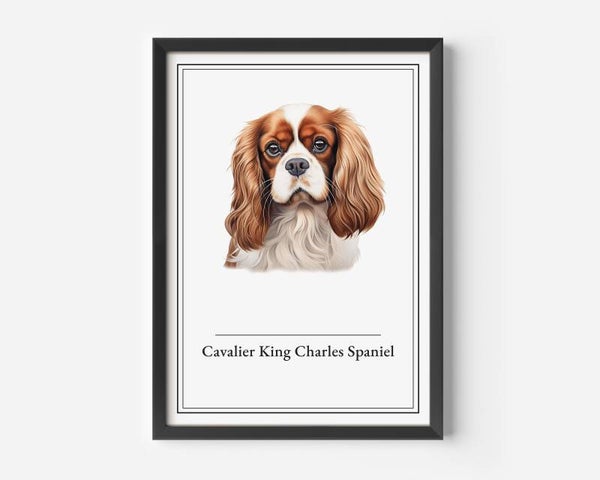 Cavalier King Charles Spaniel