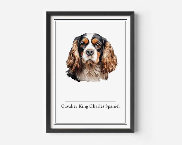Cavalier King Charles Spaniel