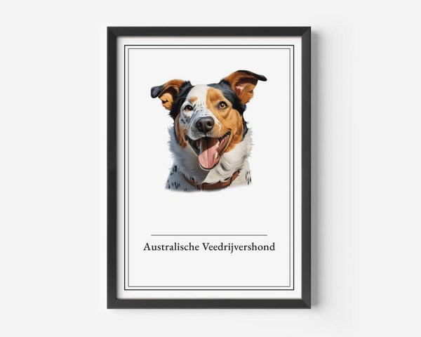 Australische Veedrijvershond