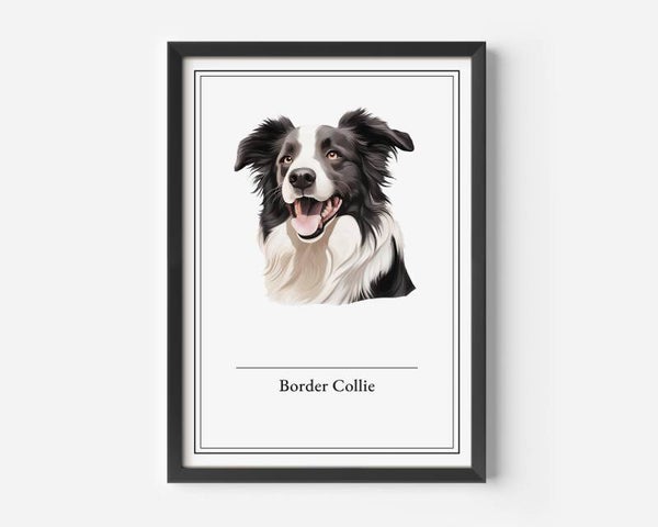 Border Collie