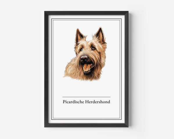 Picardische Herdershond
