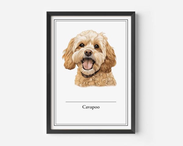 Cavapoo