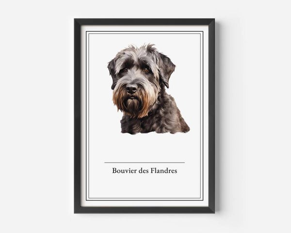 Bouvier des Flandres