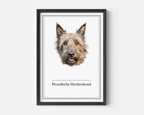Picardische Herdershond