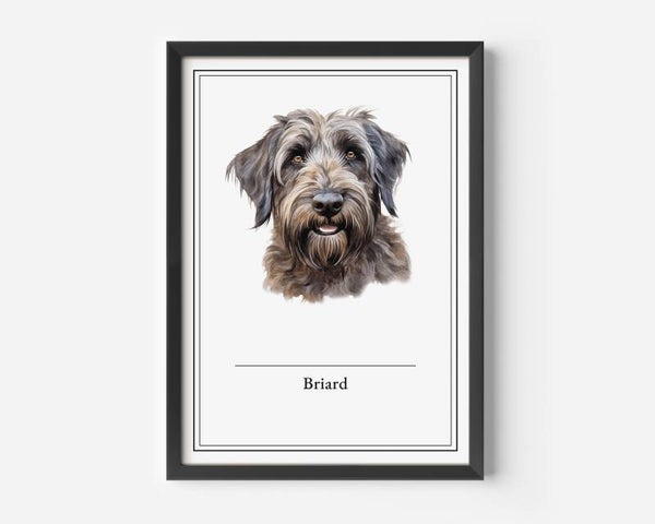 Briard
