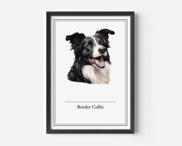 Border Collie