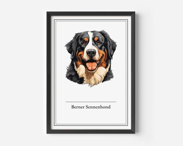 Bernese Sennenhond