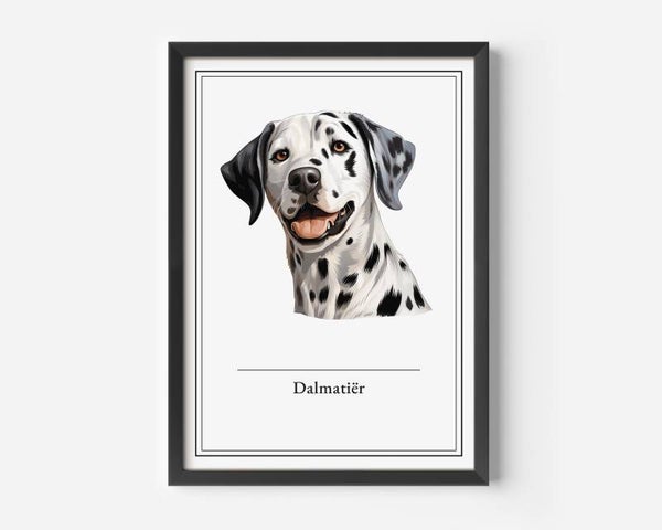 Dalmatiër