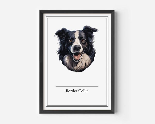 Border Collie