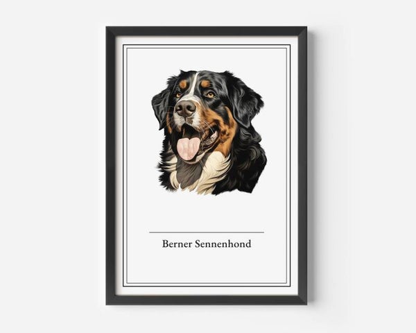 Bernese Sennenhond