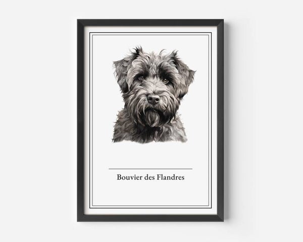 Bouvier des Flandres