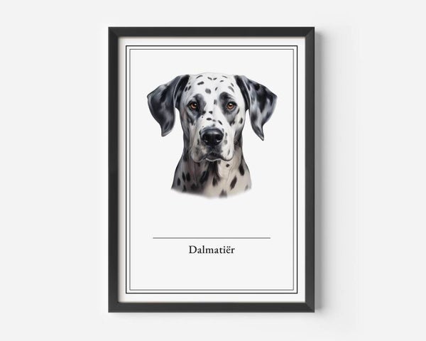 Dalmatiër