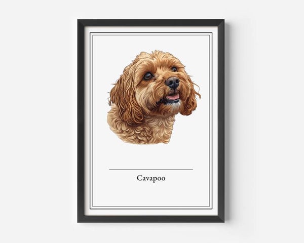 Cavapoo