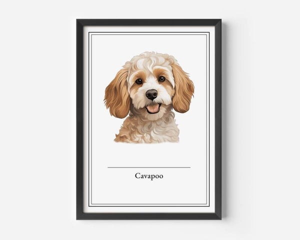 Cavapoo