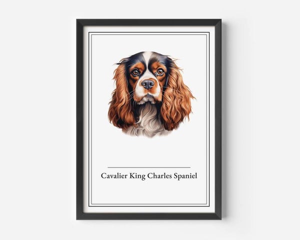 Cavalier King Charles Spaniel