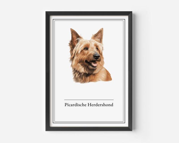 Picardische Herdershond