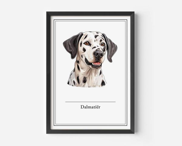 Dalmatiër