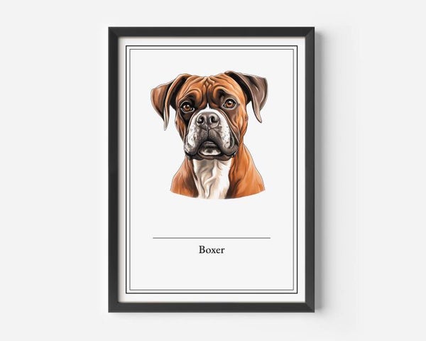 Boxer