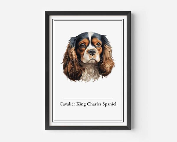 Cavalier King Charles Spaniel