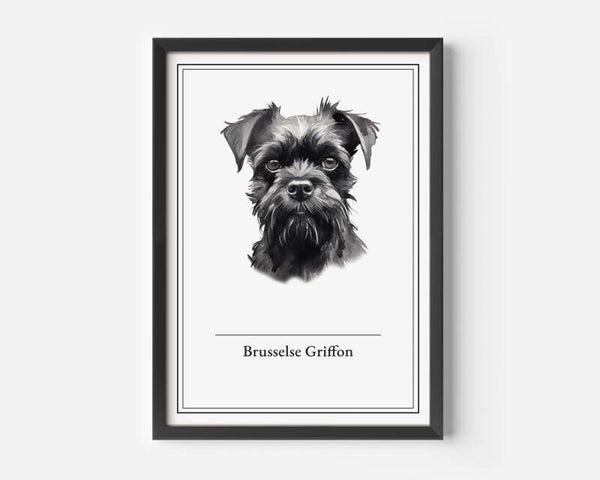 Brusselse Griffon
