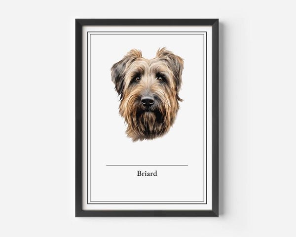 Briard