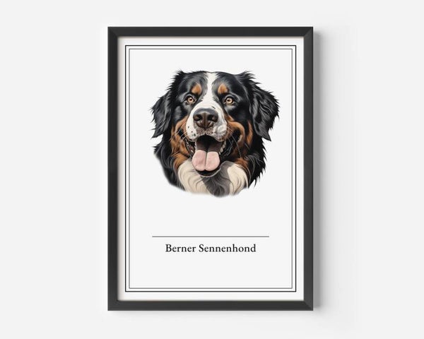 Bernese Sennenhond