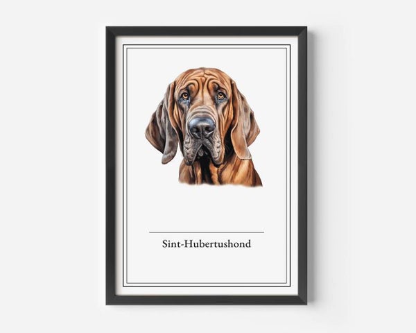 Sint-Hubertushond