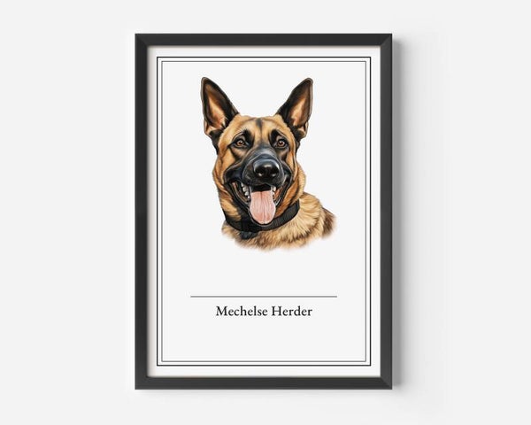 Mechelse Herder