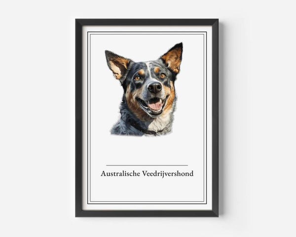 Australische Veedrijvershond
