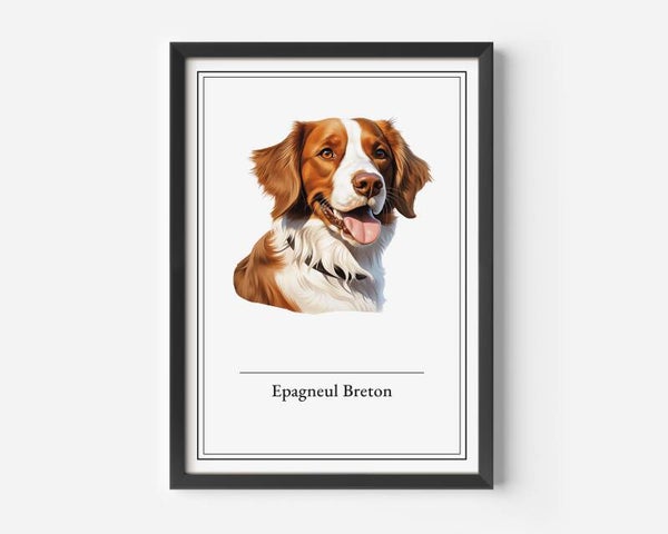 Epagneul Breton