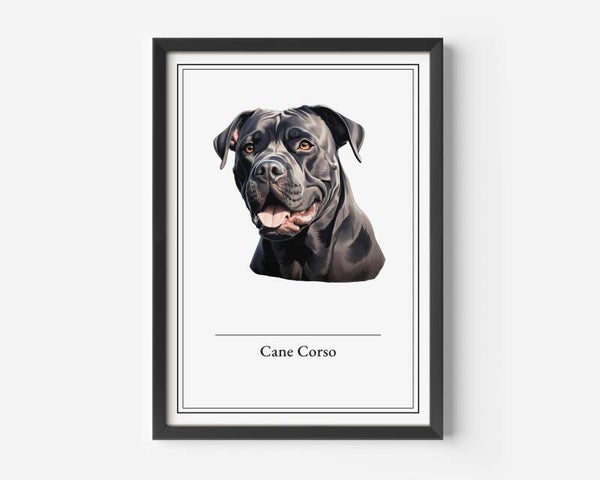 Cane Corso