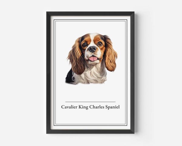 Cavalier King Charles Spaniel