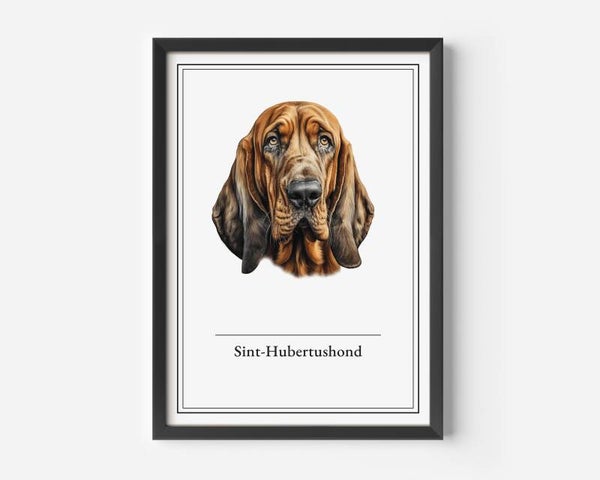 Sint-Hubertushond