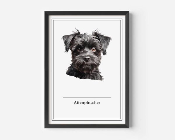 Affenpinscher