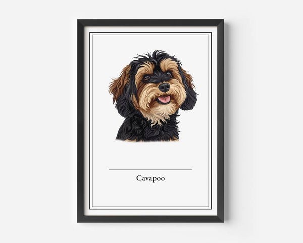 Cavapoo