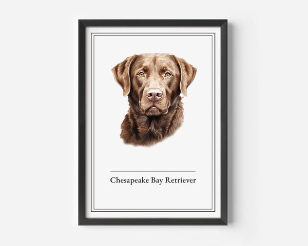 Chesapeake Bay Retriever