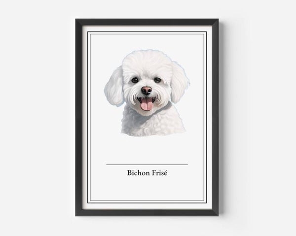 Bichon