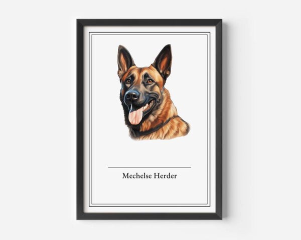 Mechelse Herder