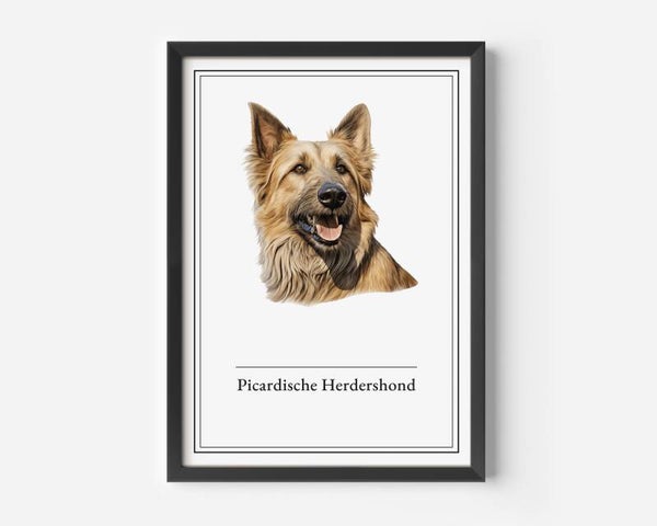 Picardische Herdershond